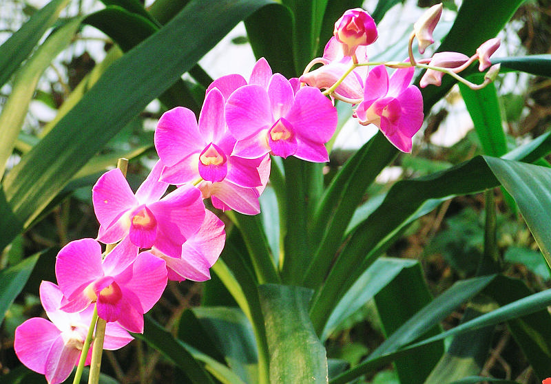 Orchidea.22.JPG - OLYMPUS DIGITAL CAMERA